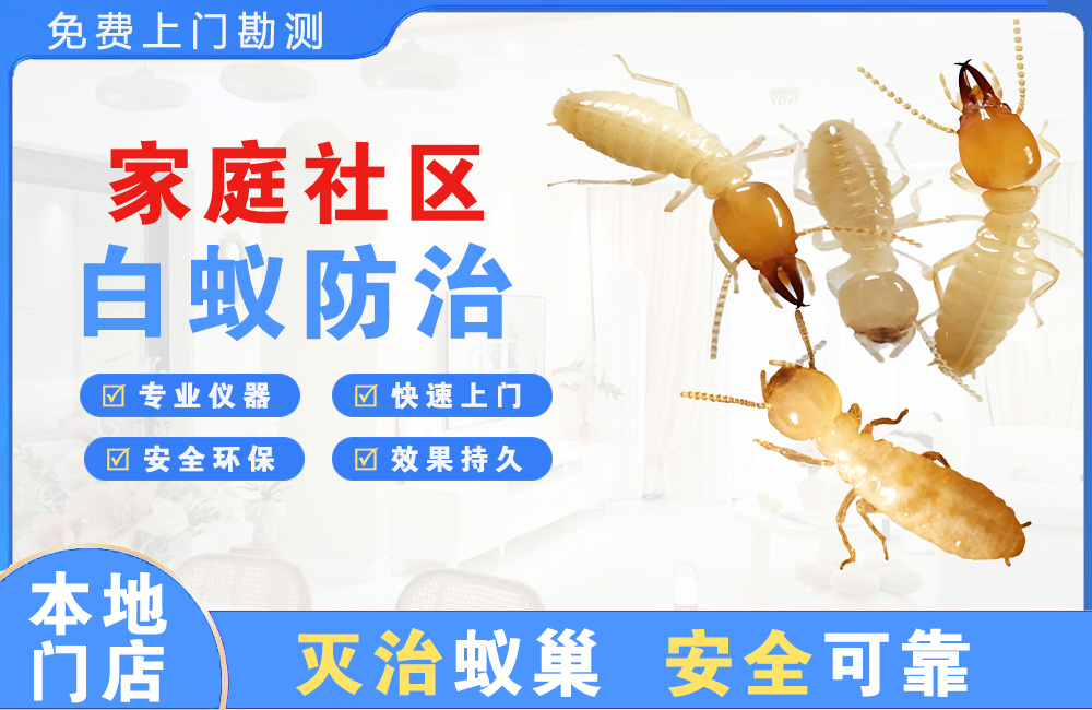 广州家庭社区白蚁防治