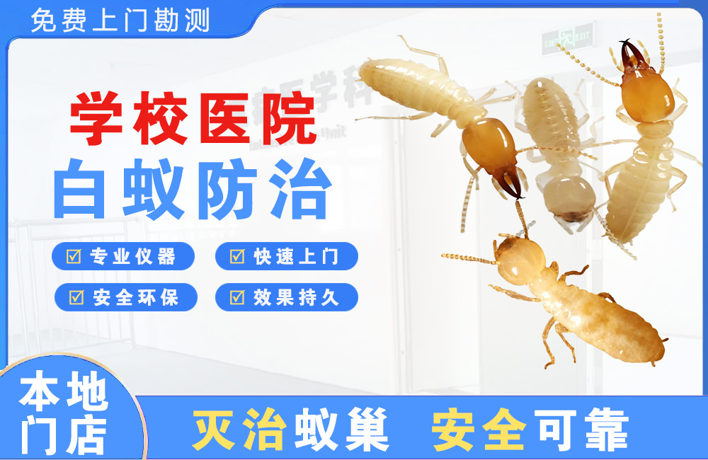 广州学校医院白蚁防治